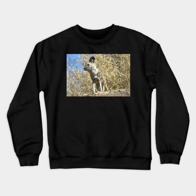 African Wild Dog Crewneck Sweatshirt by MarieDarcy